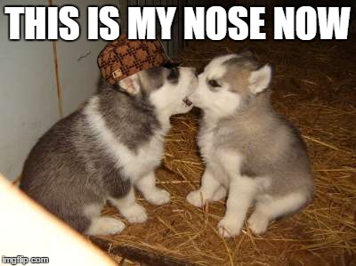Cute Puppies | THIS IS MY NOSE NOW | image tagged in memes,cute puppies,scumbag | made w/ Imgflip meme maker