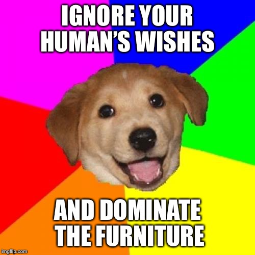 Advice Dog Meme | IGNORE YOUR HUMAN’S WISHES; AND DOMINATE THE FURNITURE | image tagged in memes,advice dog | made w/ Imgflip meme maker