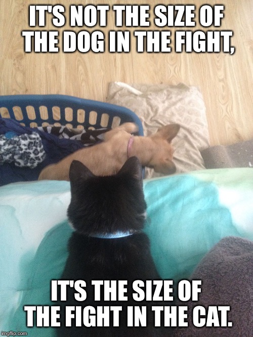 Attack from Above | IT'S NOT THE SIZE OF THE DOG IN THE FIGHT, IT'S THE SIZE OF THE FIGHT IN THE CAT. | image tagged in attack from above | made w/ Imgflip meme maker