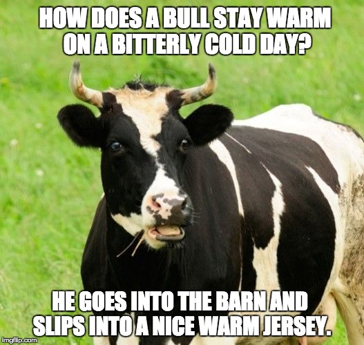 Yesterday, at my home, we recorded -26 degrees with no end in sight for this cold snap. | HOW DOES A BULL STAY WARM ON A BITTERLY COLD DAY? HE GOES INTO THE BARN AND SLIPS INTO A NICE WARM JERSEY. | image tagged in cows | made w/ Imgflip meme maker