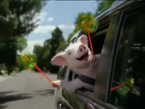 Geico Pig Blank Meme Template