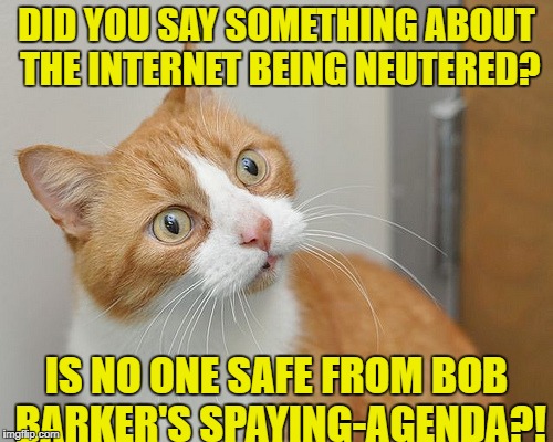 Internet Neuter-trality  (Cat POV) | DID YOU SAY SOMETHING ABOUT THE INTERNET BEING NEUTERED? IS NO ONE SAFE FROM BOB BARKER'S SPAYING-AGENDA?! | image tagged in funny memes,cat,internet | made w/ Imgflip meme maker