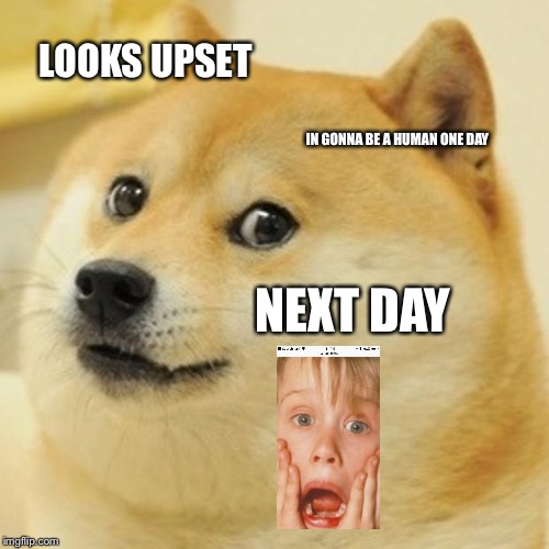 Doge | LOOKS UPSET; IN GONNA BE A HUMAN ONE DAY; NEXT DAY | image tagged in memes,doge | made w/ Imgflip meme maker
