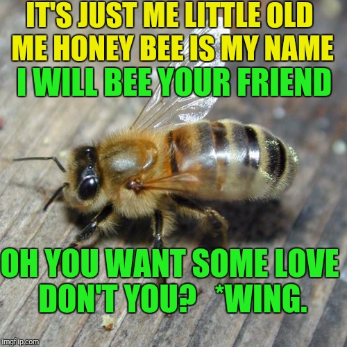 bee | IT'S JUST ME LITTLE OLD ME HONEY BEE IS MY NAME; I WILL BEE YOUR FRIEND; OH YOU WANT SOME LOVE DON'T YOU?  
*WING. | image tagged in bee | made w/ Imgflip meme maker