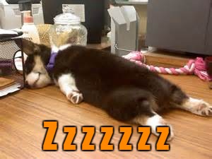 Food, Toys, Nap! | Z z z z z z z | image tagged in husky,funny dogs | made w/ Imgflip meme maker