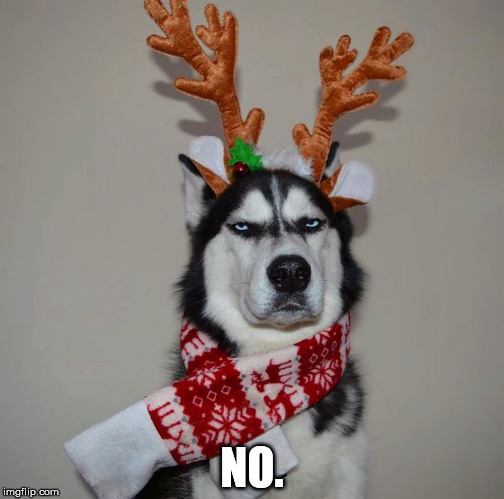 NO. | image tagged in non-amused husky | made w/ Imgflip meme maker