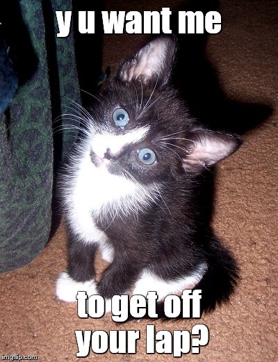 y u want me to get off your lap? | image tagged in confused cat | made w/ Imgflip meme maker