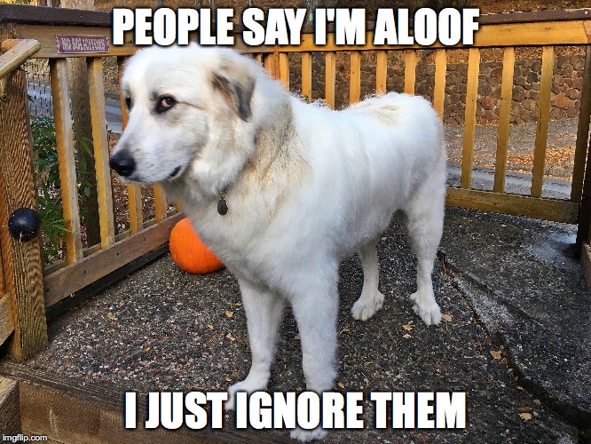 Kona | PEOPLE SAY I'M ALOOF; I JUST IGNORE THEM | image tagged in kona | made w/ Imgflip meme maker