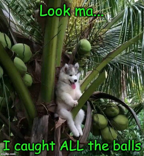 Husky Balls | Look ma... I caught ALL the balls | image tagged in dogs,husky,huskies,funny dogs | made w/ Imgflip meme maker