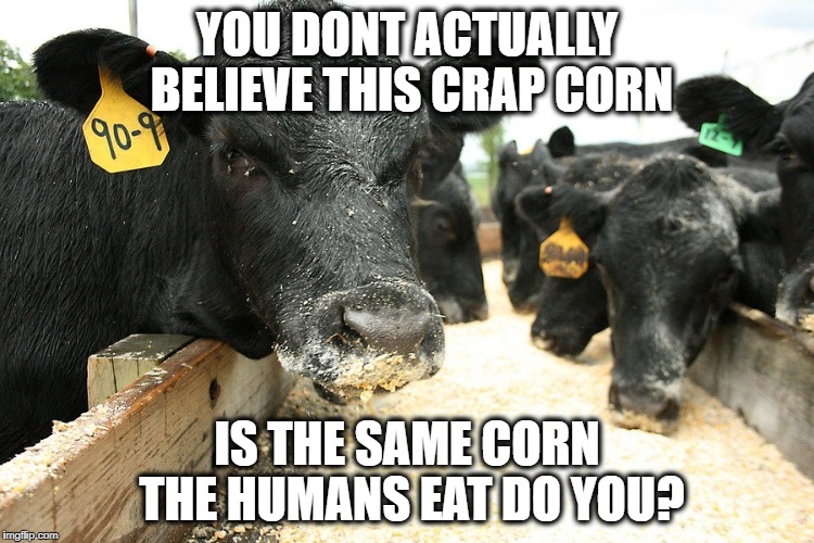 Cow Corn | YOU DONT ACTUALLY BELIEVE THIS CRAP CORN IS THE SAME CORN THE HUMANS EAT DO YOU? | image tagged in cow corn | made w/ Imgflip meme maker