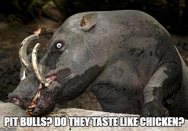 PIT BULLS? DO THEY TASTE LIKE CHICKEN? | image tagged in pig,pitbulls,chicken | made w/ Imgflip meme maker