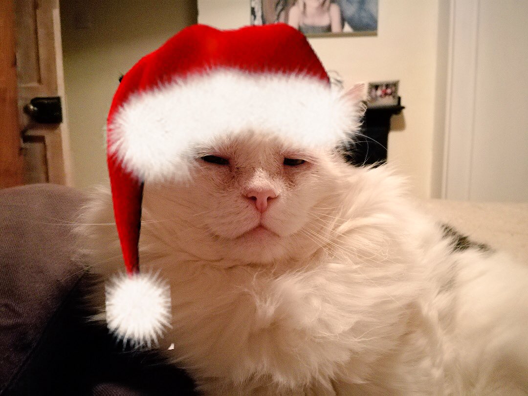 High Quality Cat with red christmas hat Blank Meme Template