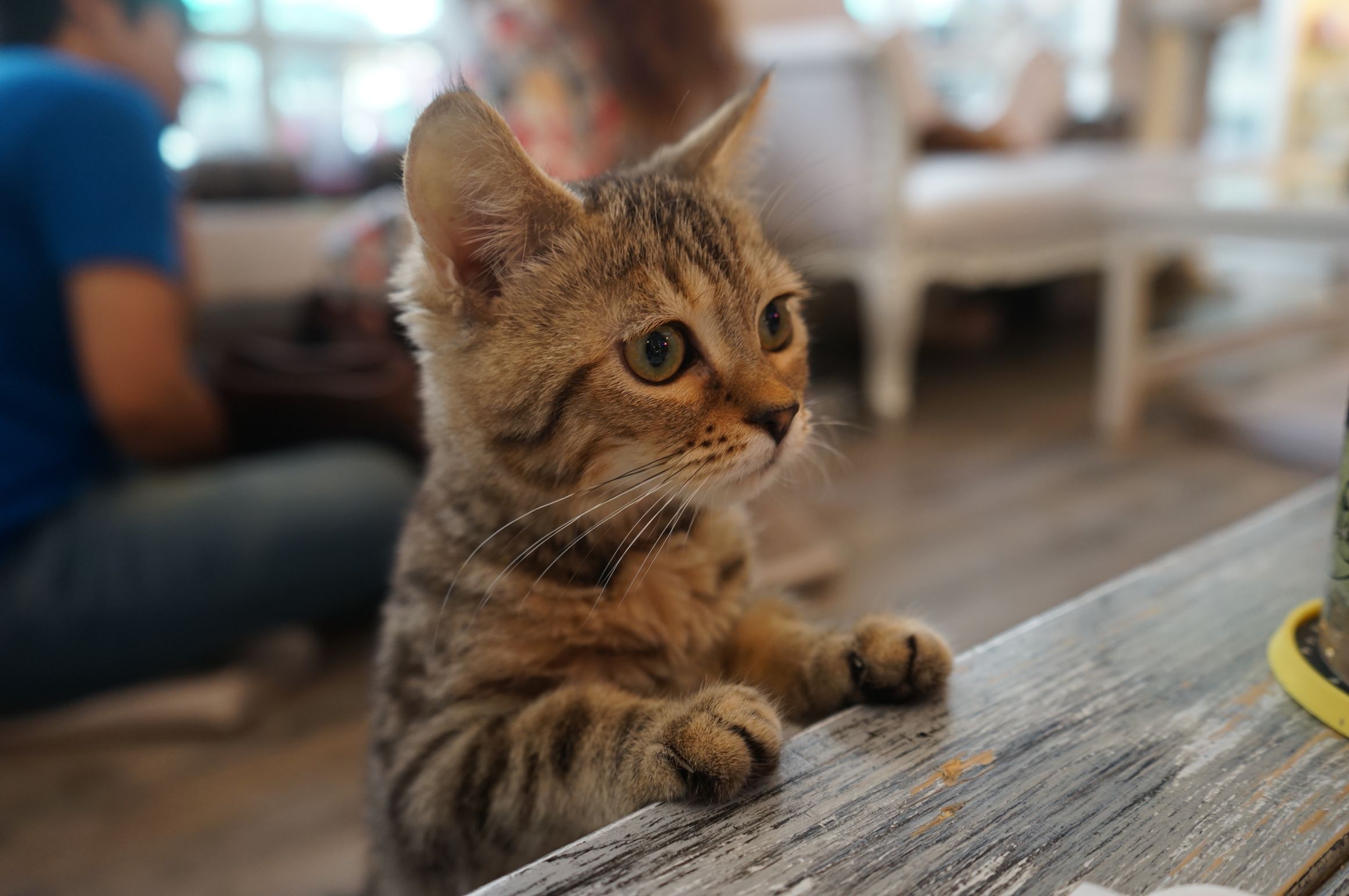 High Quality Kitten at counter Cat Cafe Bangkok Thailand Blank Meme Template