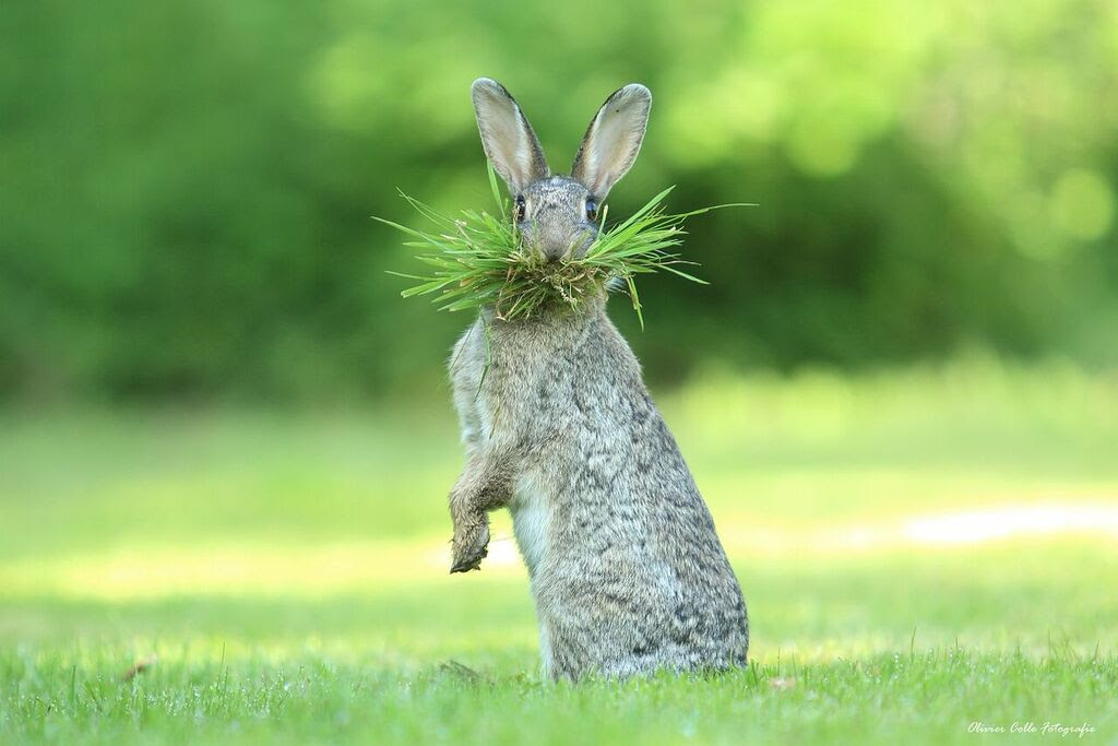 bunny eating grass Blank Meme Template