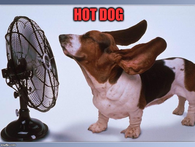 hot dog | HOT DOG | image tagged in hound,dogs | made w/ Imgflip meme maker