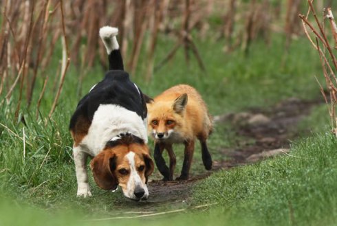 High Quality fox hound hunting dog Blank Meme Template