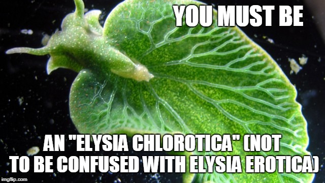 YOU MUST BE AN "ELYSIA CHLOROTICA"
(NOT TO BE CONFUSED WITH ELYSIA EROTICA) | made w/ Imgflip meme maker