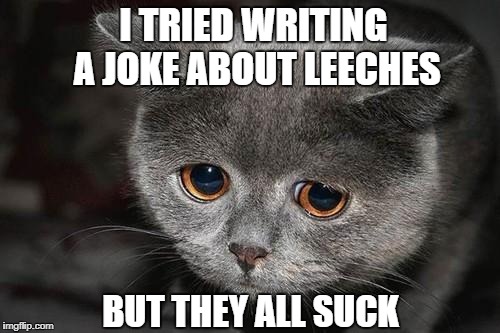 Sad cat | I TRIED WRITING A JOKE ABOUT LEECHES; BUT THEY ALL SUCK | image tagged in sad cat | made w/ Imgflip meme maker