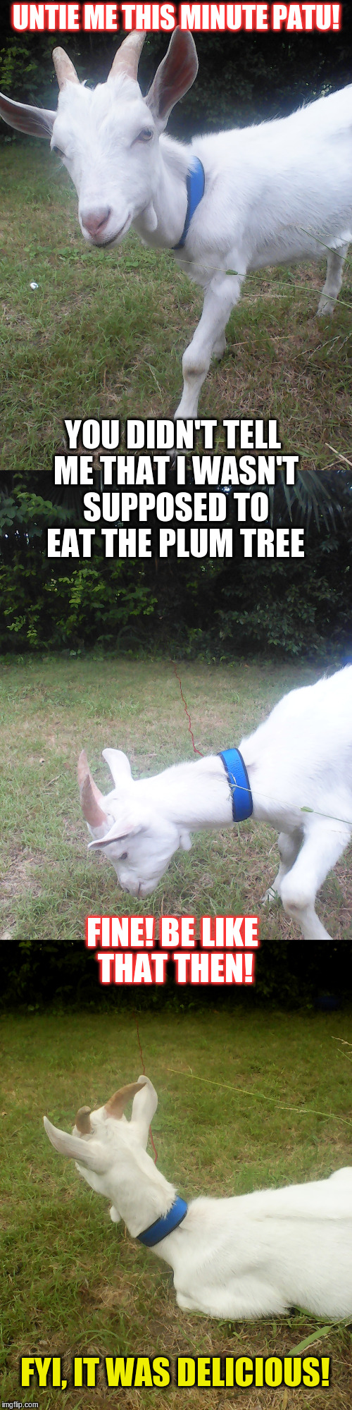 A very naughty goat |  UNTIE ME THIS MINUTE PATU! YOU DIDN'T TELL ME THAT I WASN'T SUPPOSED TO EAT THE PLUM TREE; FINE! BE LIKE THAT THEN! FYI, IT WAS DELICIOUS! | image tagged in goat | made w/ Imgflip meme maker