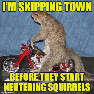 I'M SKIPPING TOWN BEFORE THEY START NEUTERING SQUIRRELS | made w/ Imgflip meme maker