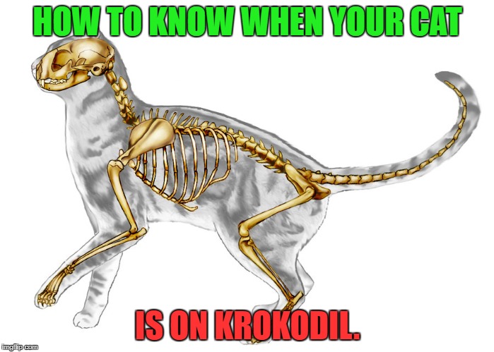 Kroc Cat | HOW TO KNOW WHEN YOUR CAT; IS ON KROKODIL. | image tagged in memes,drugs,cat | made w/ Imgflip meme maker