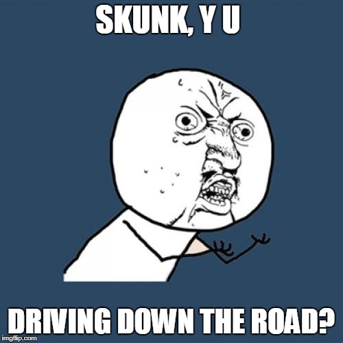 Y U No Meme | SKUNK, Y U DRIVING DOWN THE ROAD? | image tagged in memes,y u no | made w/ Imgflip meme maker