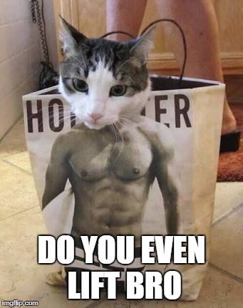 Muscle cat | DO YOU EVEN LIFT BRO | image tagged in muscle cat | made w/ Imgflip meme maker