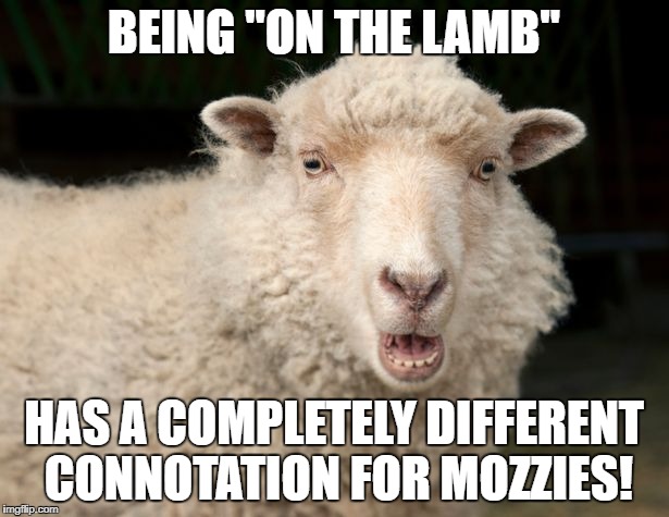 Why are ewe shocked? | BEING "ON THE LAMB"; HAS A COMPLETELY DIFFERENT CONNOTATION FOR MOZZIES! | image tagged in muslim goat,muslim sheep,muslim beastiality | made w/ Imgflip meme maker