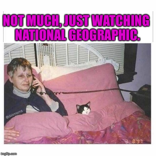 My doggie, watching hockey. | NOT MUCH, JUST WATCHING NATIONAL GEOGRAPHIC. | image tagged in memes,cats,lady | made w/ Imgflip meme maker