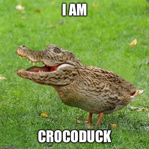 Got any arms? | I AM; CROCODUCK | image tagged in crocoduck,hungry,quacker meme | made w/ Imgflip meme maker