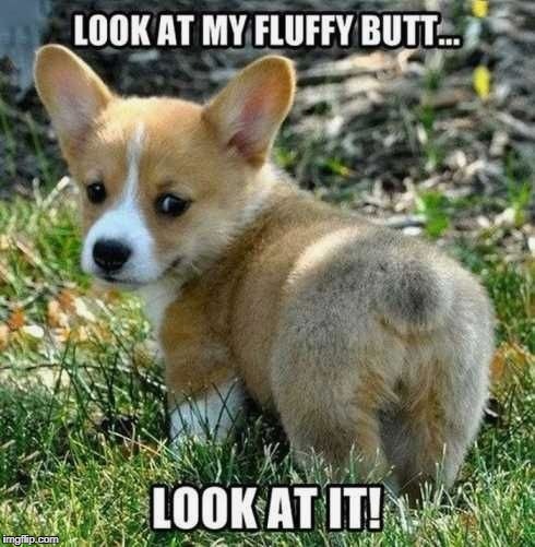 fluffy butt | image tagged in funny memes,animals,dogs,funny,butt,cute bunny | made w/ Imgflip meme maker