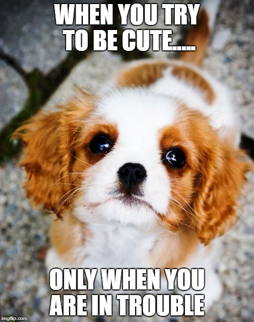 WHEN YOU TRY TO BE CUTE..... ONLY WHEN YOU ARE IN TROUBLE | made w/ Imgflip meme maker