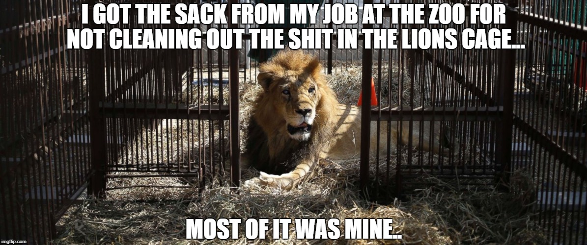 I GOT THE SACK FROM MY JOB AT THE ZOO FOR NOT CLEANING OUT THE SHIT IN THE LIONS CAGE... MOST OF IT WAS MINE.. | image tagged in zoo | made w/ Imgflip meme maker