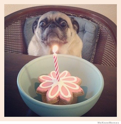High Quality happy birthday dog Blank Meme Template