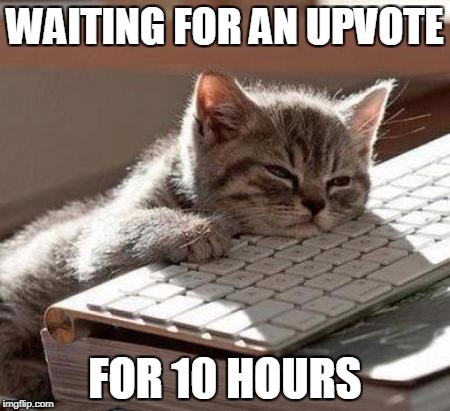 tired cat |  WAITING FOR AN UPVOTE; FOR 10 HOURS | image tagged in tired cat | made w/ Imgflip meme maker