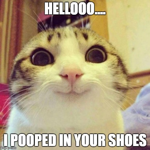 Smiling cat meme | HELLOOO.... I POOPED IN YOUR SHOES | image tagged in smiling cat meme | made w/ Imgflip meme maker