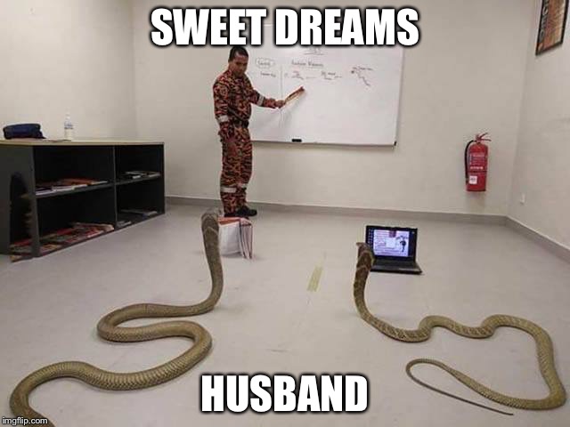 Teaching python programming | SWEET DREAMS; HUSBAND | image tagged in teaching python programming | made w/ Imgflip meme maker