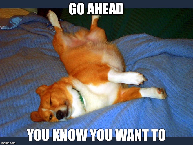 Chill Corgi | GO AHEAD; YOU KNOW YOU WANT TO | image tagged in chill corgi,corgi,chill,relaxed,belly | made w/ Imgflip meme maker