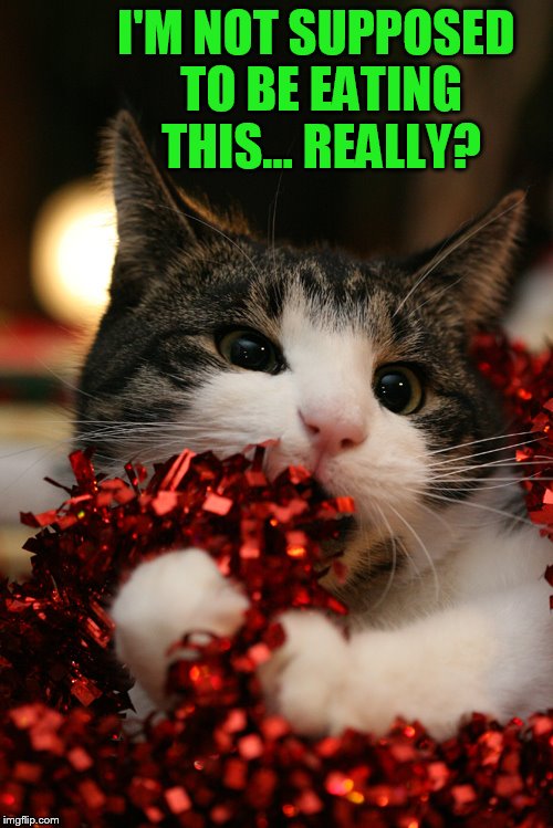 Cat Question at Christmas | I'M NOT SUPPOSED TO BE EATING THIS... REALLY? | image tagged in memes,cat,eating,christmas decorations,don't do it,really | made w/ Imgflip meme maker