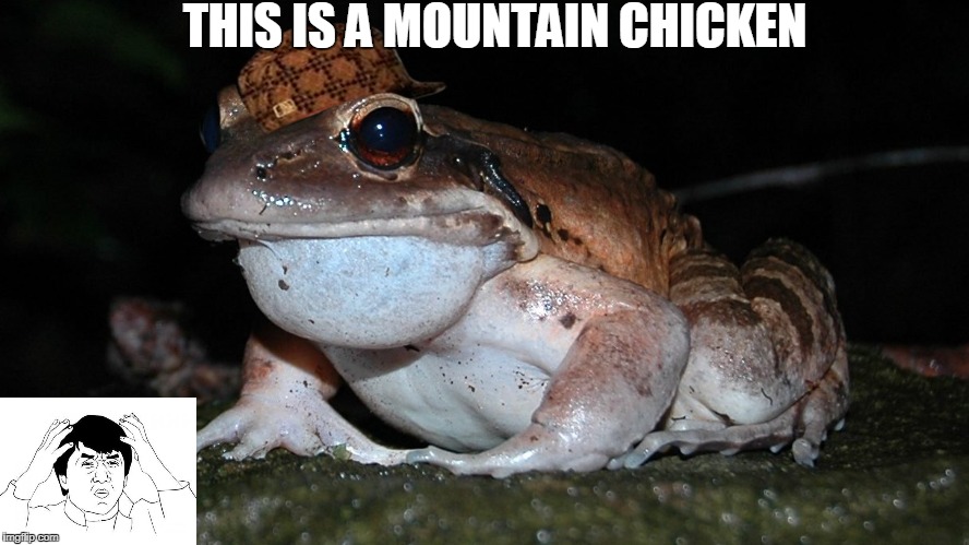 THIS IS A MOUNTAIN CHICKEN | image tagged in mountain chicken,scumbag | made w/ Imgflip meme maker