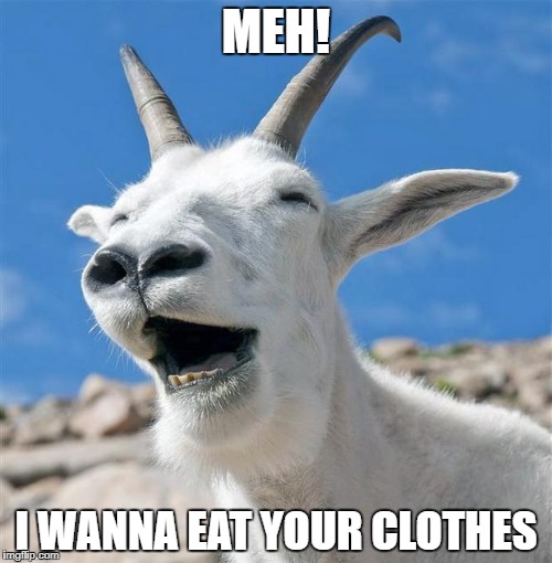 Laughing Goat Meme | MEH! I WANNA EAT YOUR CLOTHES | image tagged in memes,laughing goat | made w/ Imgflip meme maker