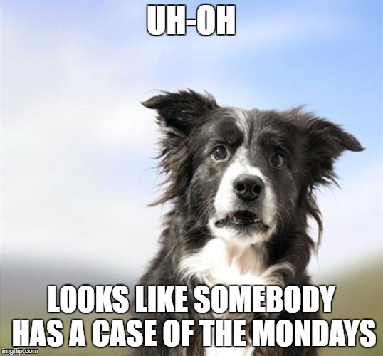 Surprised Border Collie | UH-OH; LOOKS LIKE SOMEBODY HAS A CASE OF THE MONDAYS | image tagged in surprised border collie,case of the mondays,somebody has a case of the mondays | made w/ Imgflip meme maker