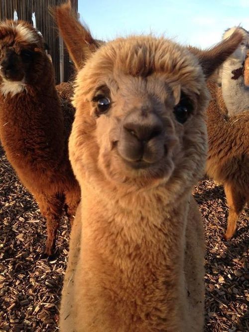 High Quality happy alpaca Blank Meme Template