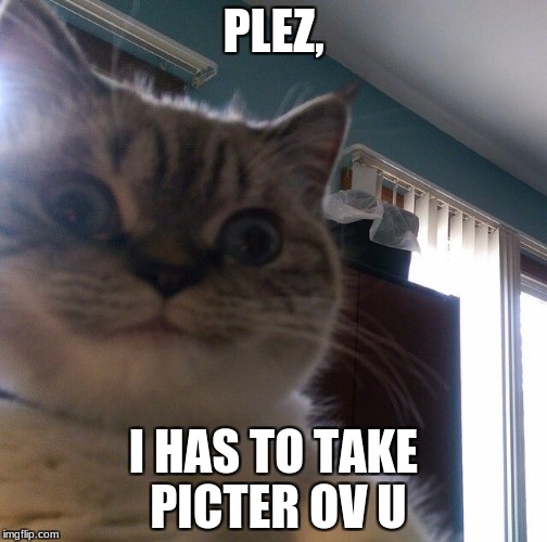plez | PLEZ, I HAS TO TAKE PICTER OV U | image tagged in overly obsessed cat,cringe worthy,dank,stupid,dumb,creepy | made w/ Imgflip meme maker
