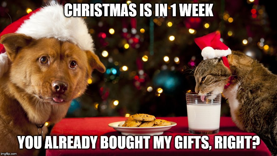1 Week Till Christmas | CHRISTMAS IS IN 1 WEEK; YOU ALREADY BOUGHT MY GIFTS, RIGHT? | image tagged in funny,dogs,cats,christmas,funny meme | made w/ Imgflip meme maker