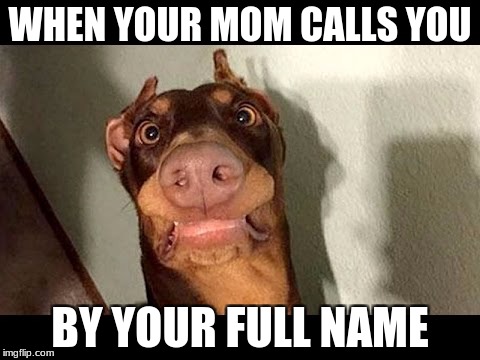 WHEN YOUR MOM CALLS YOU; BY YOUR FULL NAME | image tagged in memes,surprised dog,funny memes | made w/ Imgflip meme maker