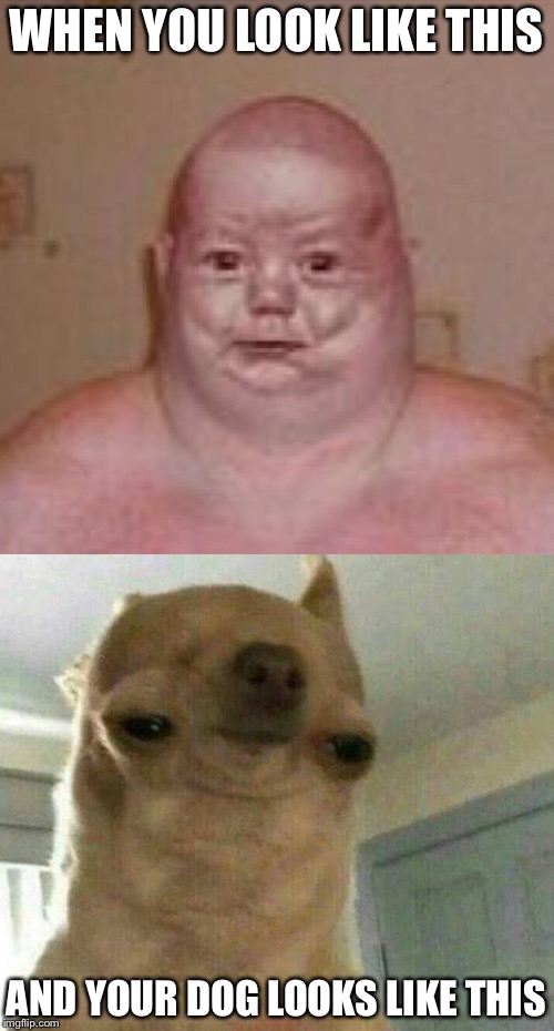 How I think  | WHEN YOU LOOK LIKE THIS; AND YOUR DOG LOOKS LIKE THIS | image tagged in memes | made w/ Imgflip meme maker