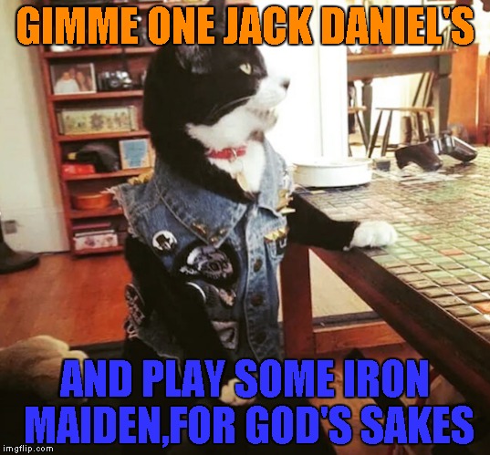 Metalhead Cat in the bar! | GIMME ONE JACK DANIEL'S; AND PLAY SOME IRON MAIDEN,FOR GOD'S SAKES | image tagged in memes,cats,metal,powermetalhead,jack daniels,iron maiden | made w/ Imgflip meme maker