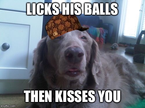 High Dog | LICKS HIS BALLS; THEN KISSES YOU | image tagged in memes,high dog,scumbag | made w/ Imgflip meme maker