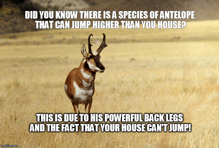 Pronghorn Antelope | DID YOU KNOW THERE IS A SPECIES OF ANTELOPE THAT CAN JUMP HIGHER THAN YOU HOUSE? THIS IS DUE TO HIS POWERFUL BACK LEGS AND THE FACT THAT YOUR HOUSE CAN'T JUMP! | image tagged in pronghorn antelope | made w/ Imgflip meme maker